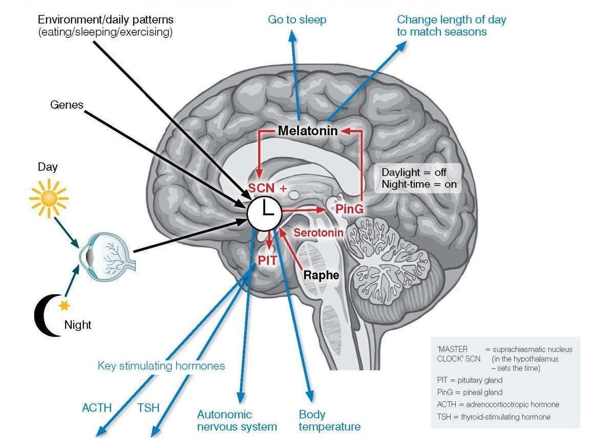 How to develop a healthy circadian rhythm - Breathe Well-Being