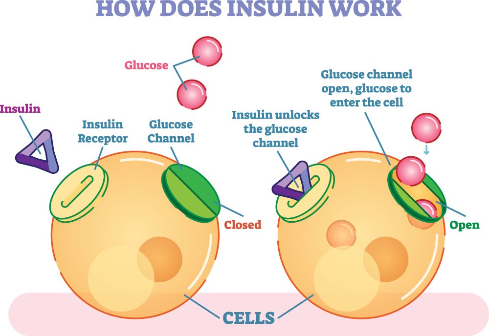 How To Increase Insulin Production In Body Naturally By Stimulating 